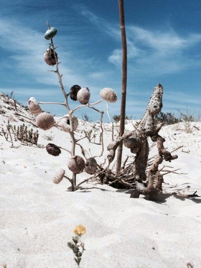 salicornia salicornia