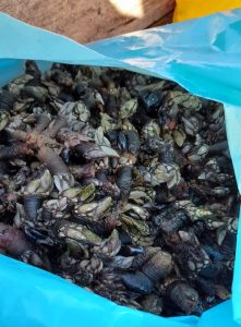 ICNF-Pesca-Lúdica-Profissional-7