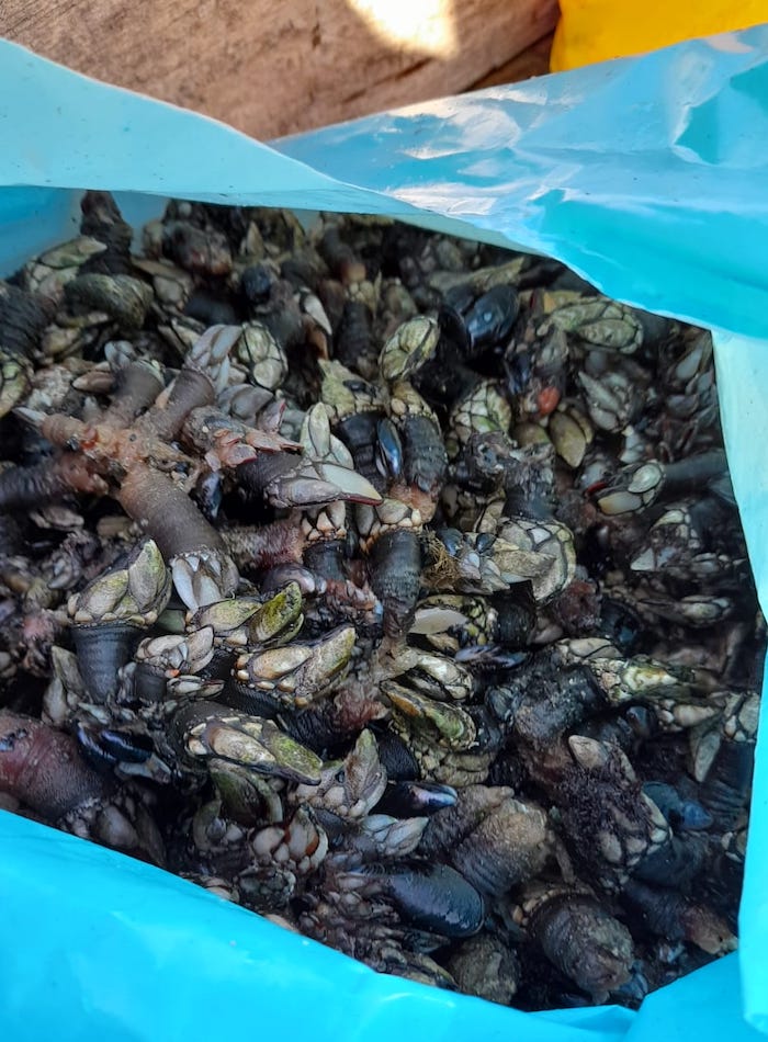 ICNF-Pesca-Lúdica-Profissional-7