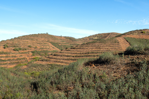 Plantar-Água-Serra-Caldeirão-3
