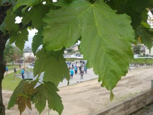 Petanca-Taça-Porto-4