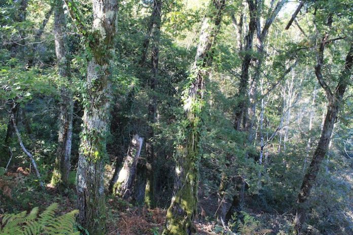Floresta-Autoctone-LPN Floresta-Autoctone-LPN