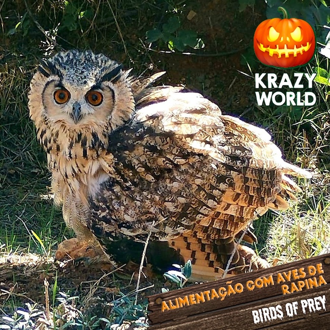 Krazy-World-Zoo-1