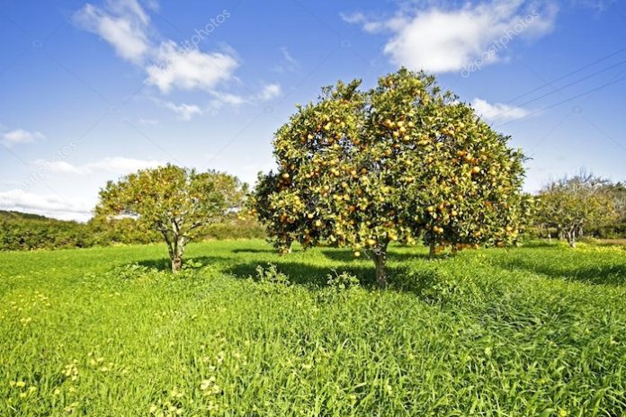 Agricultores-Algarve Agricultores-Algarve