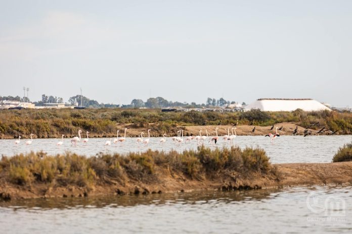 Castro-Marim-Reserva-Sapal Castro-Marim-Reserva-Sapal