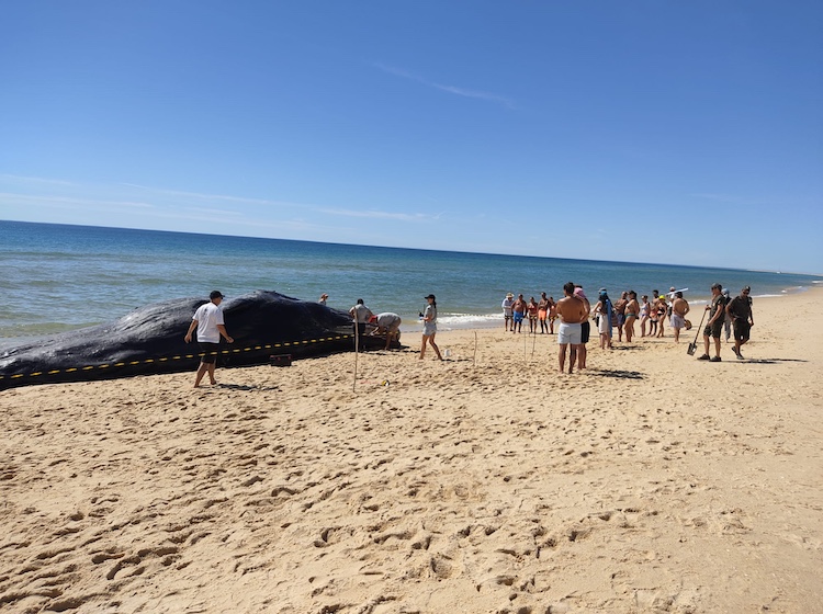 Ilha-Armona-Cachalote-4