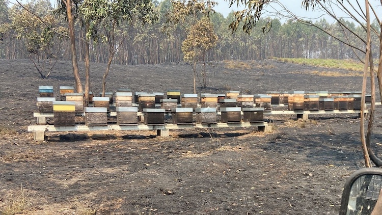 Lusomorango-Apicultores-3