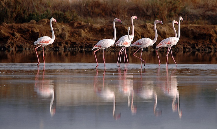 Algarve Photography Awards Celebrate Ria Formosa's Natural Beauty and Cultural Heritage