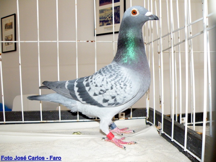 Coluumbófilos-Algarvios-5