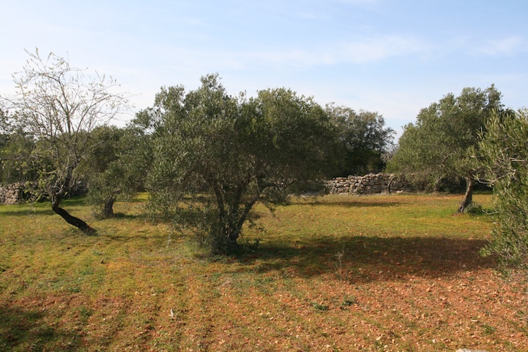 SBA-Pomar-Sequeiro-1