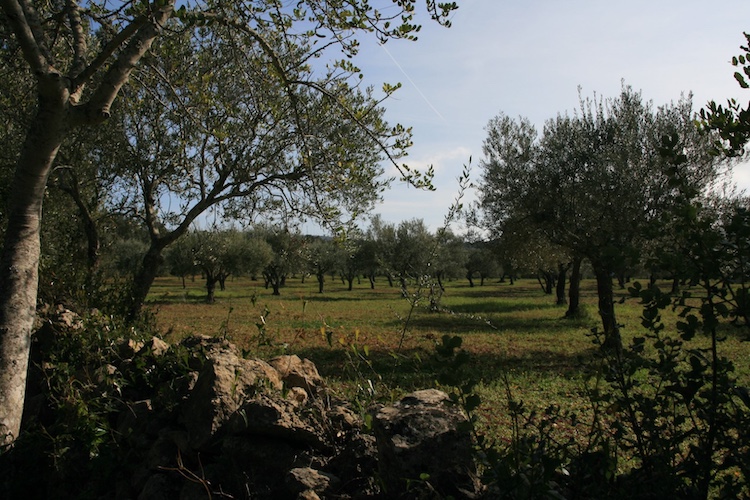 SBA-Pomar-Sequeiro-2