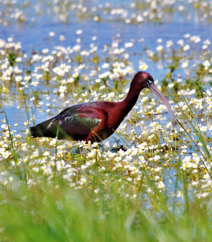 Alagoas-Brancas-Glossy-Ibis Alagoas-Brancas-Glossy-Ibis