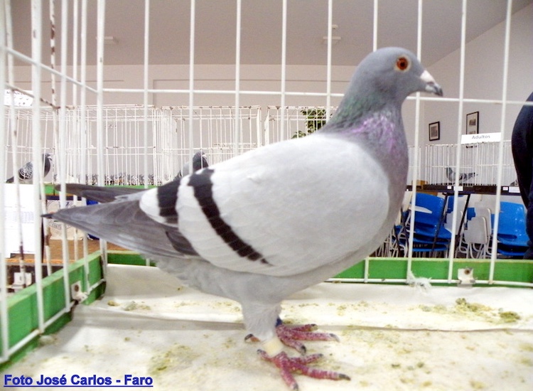 Columbofilia-Dortmund-1