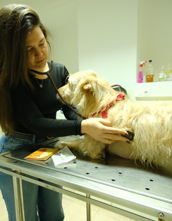 SBA-Gabinete-Veterinario-1 SBA-Gabinete-Veterinario-1
