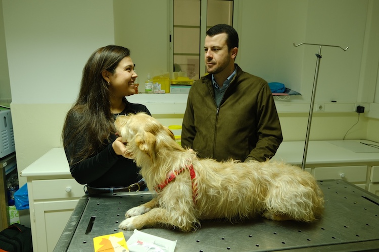SBA-Gabinete-Veterinario-2