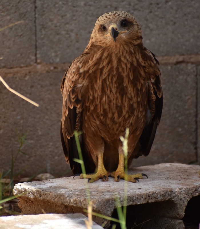 Quercus-Vida-Selvagem-Milvus