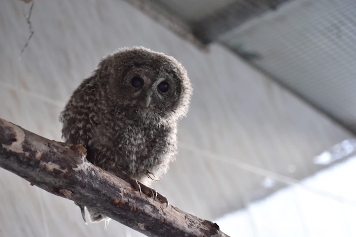 Quercus-Vida-Selvagem-Strix