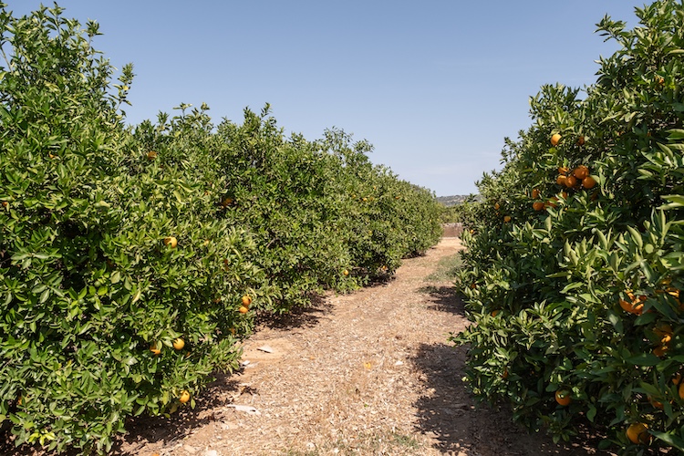 Citrinos-Algarve-6