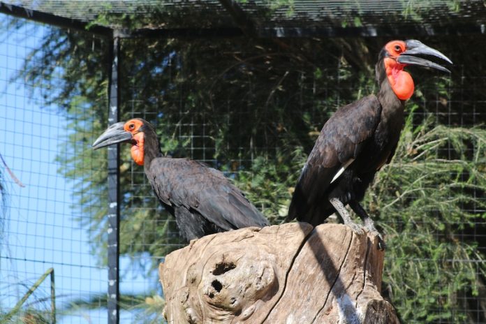Zoo-Lagos-Casal-de-Calau-Terrestre Zoo-Lagos-Casal-de-Calau-Terrestre