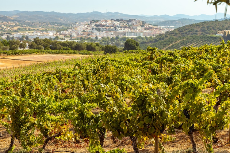 III Algarve Wine Session reúne 28 produtores e cerca de 200 participantes no Hilton Vilamoura